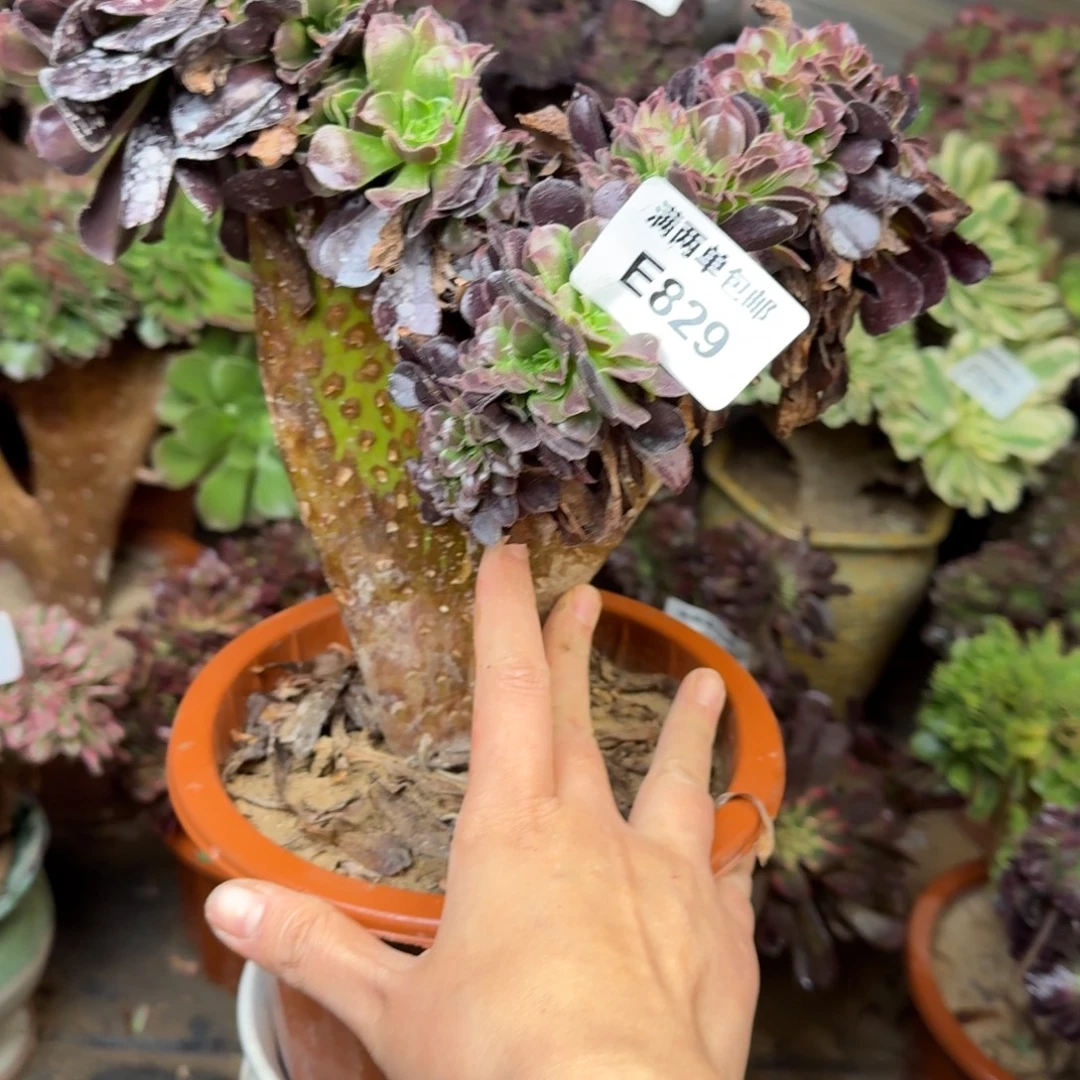 829欧缀法法师多肉