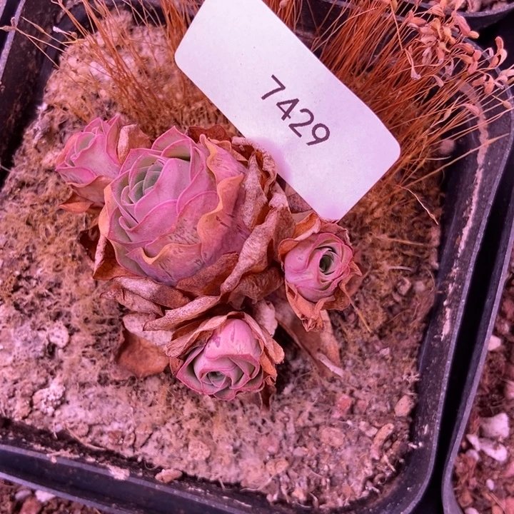 蓝***月7429山地玫瑰花群