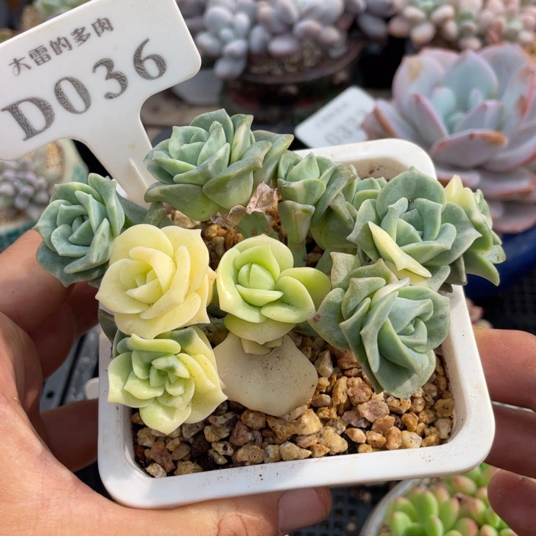 036可爱玫瑰锦不带盆11厘米