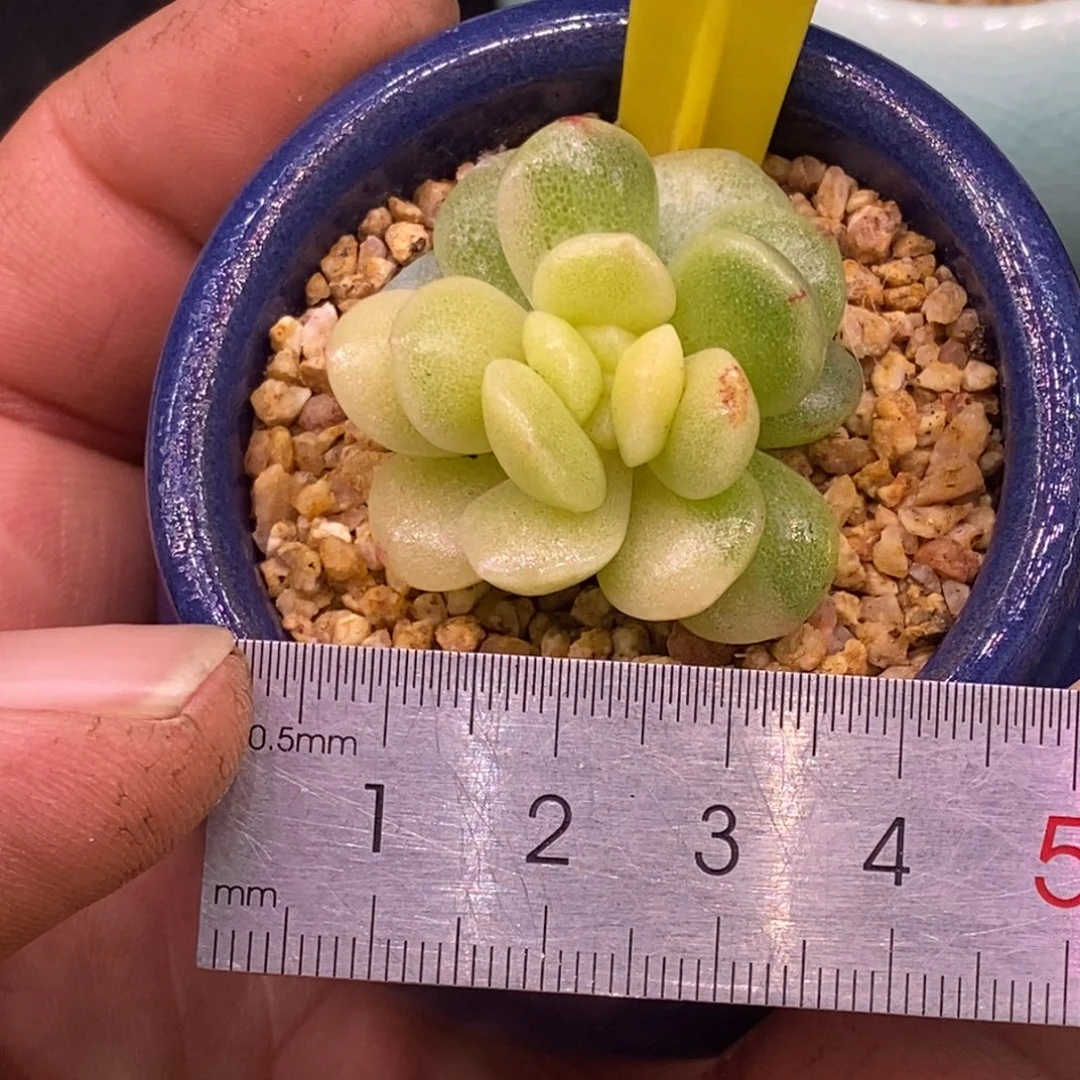 9181冰玉黄富轮锦