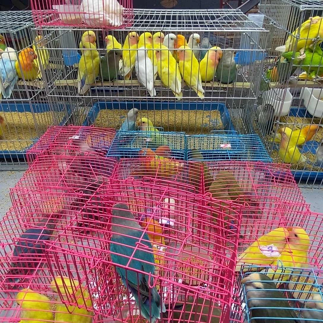 眼***柔桃脸牡丹鹦鹉母普兰成年