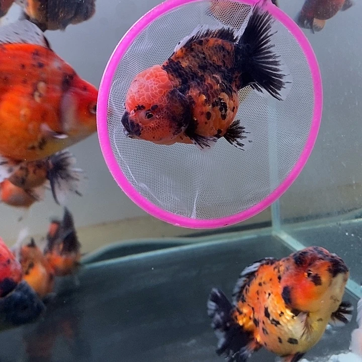 海水鱼精品泰狮系列