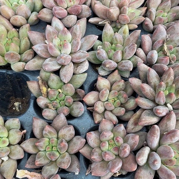 小红蜻蜓1元带土发货