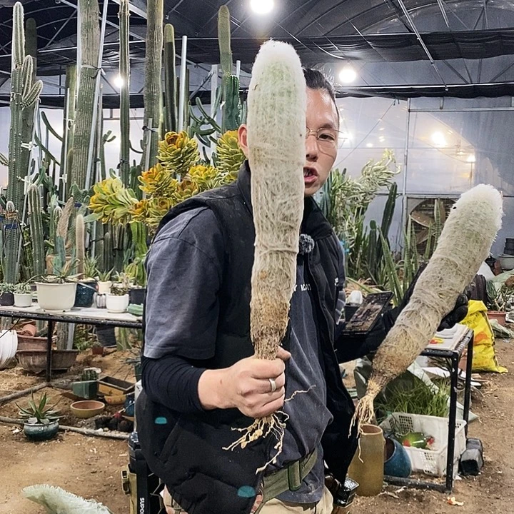 老乐柱高度40-50公分