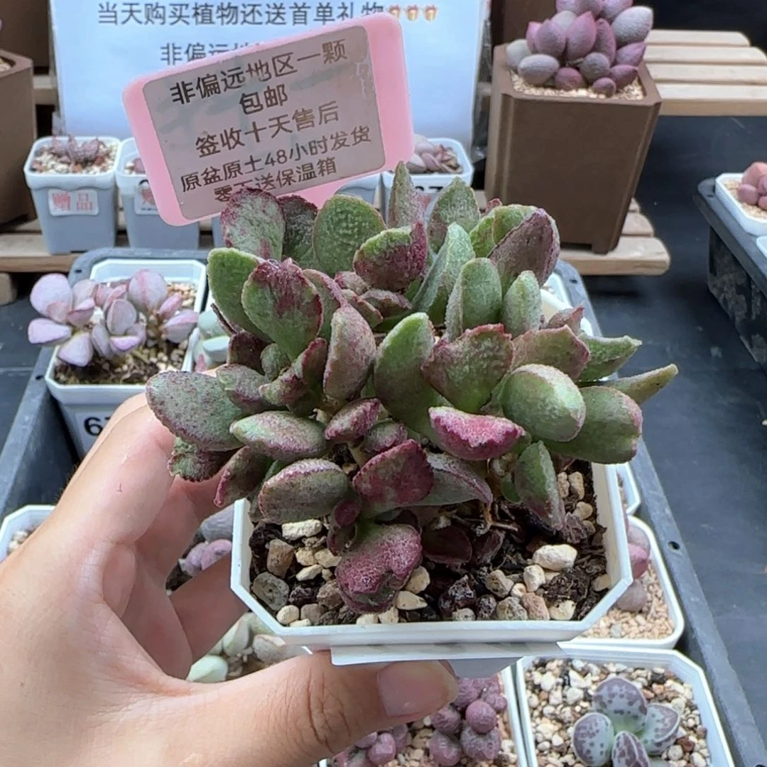 734爱丽丝多肉植物