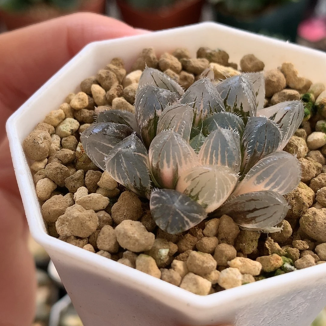 巨大赤线玉露锦带惹怒了ton