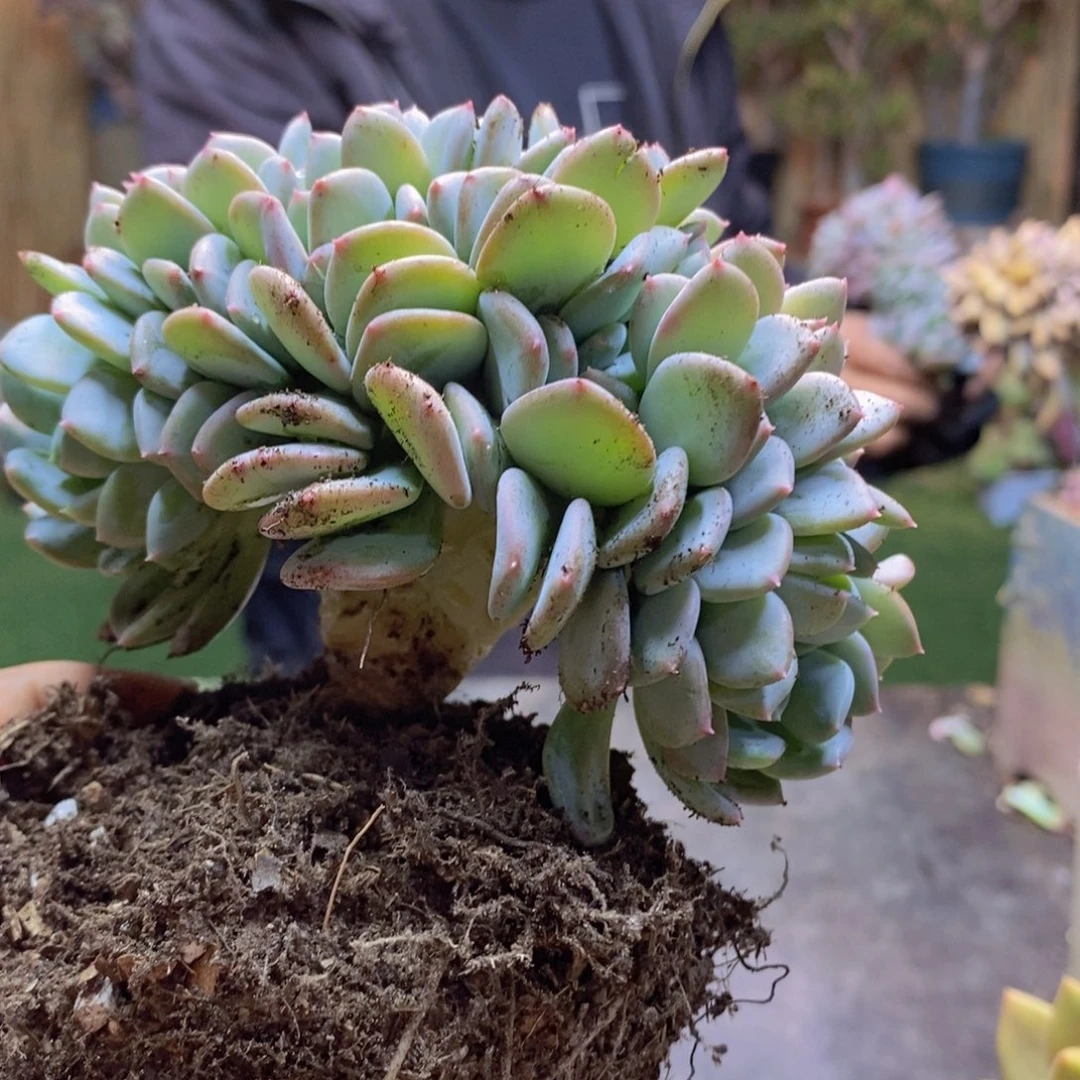 云****训H142号玛瑙缀多肉