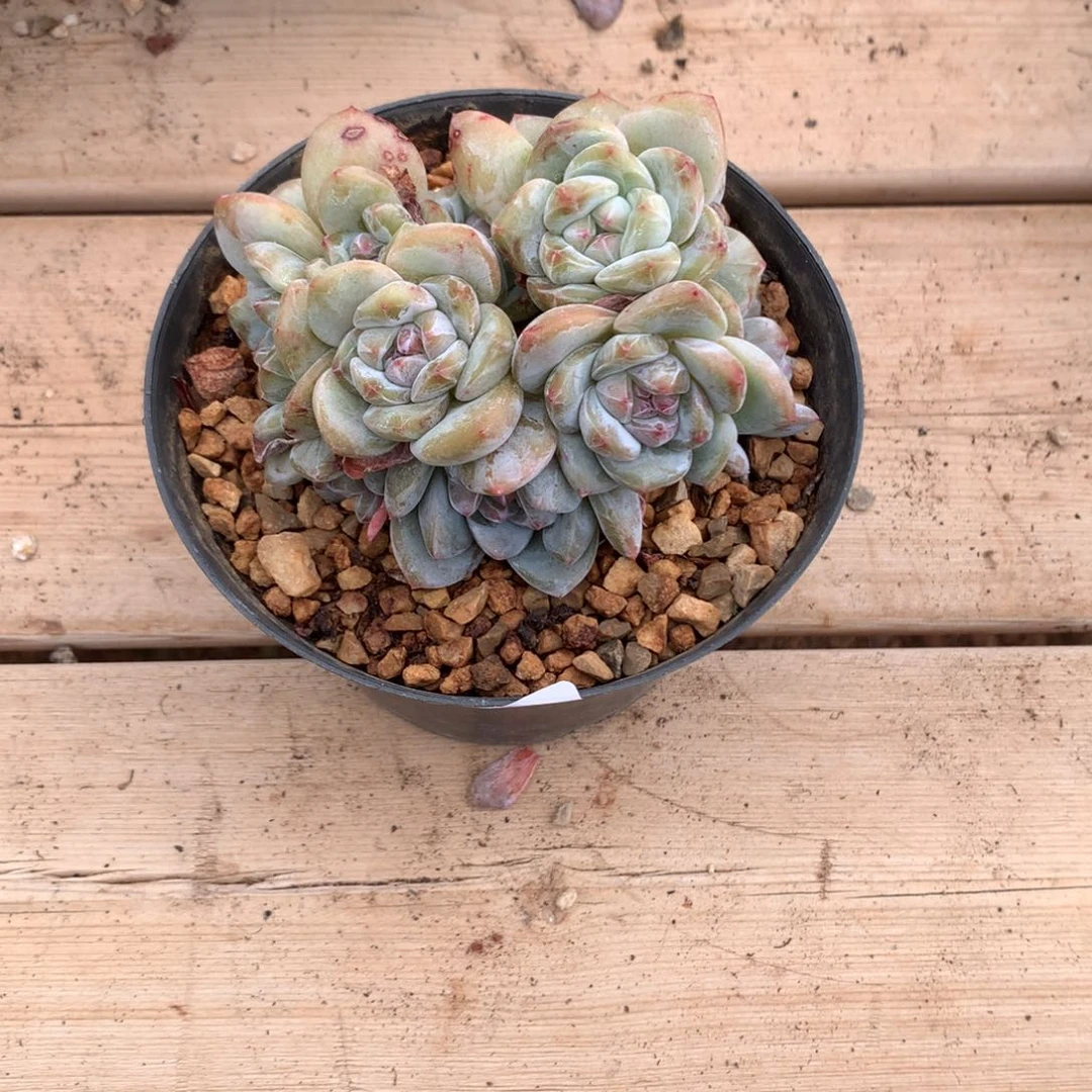 绿底紫心10公分吼吼