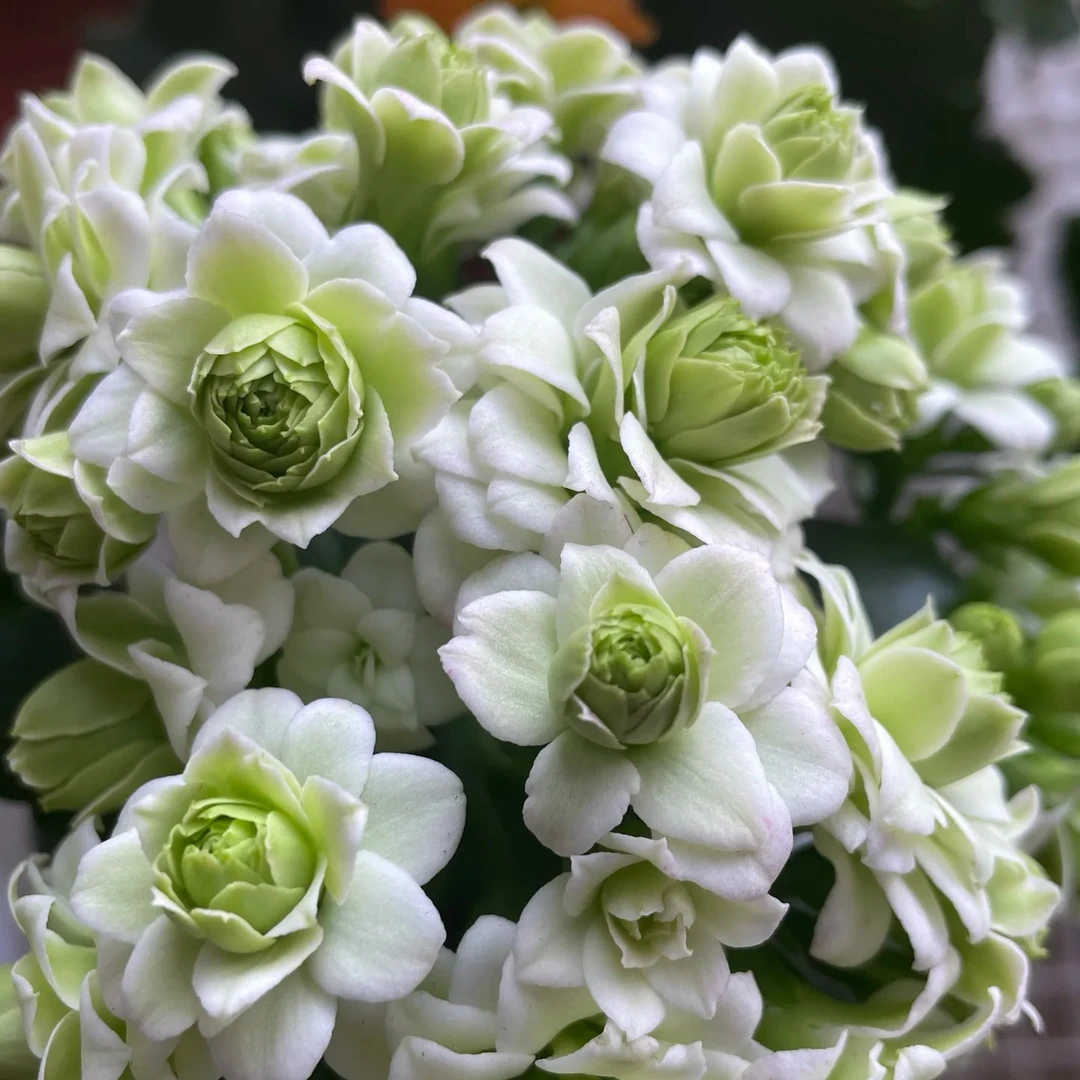 【绿巴黎】110盆新品重瓣长寿花