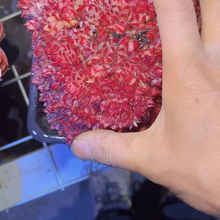 ?**€是一个不知名歌手和音乐剧