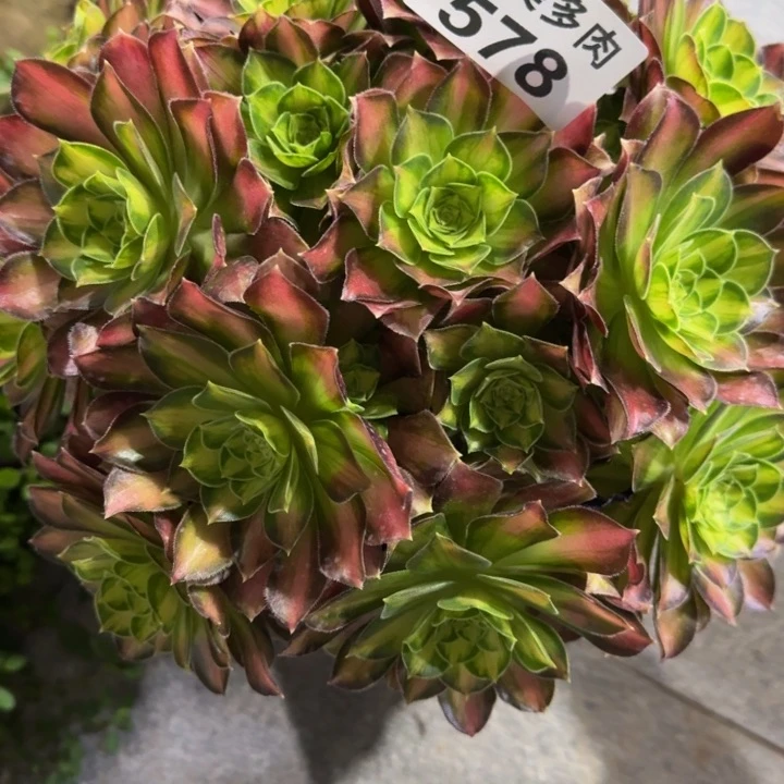 往****去韶华丛林578肉肉