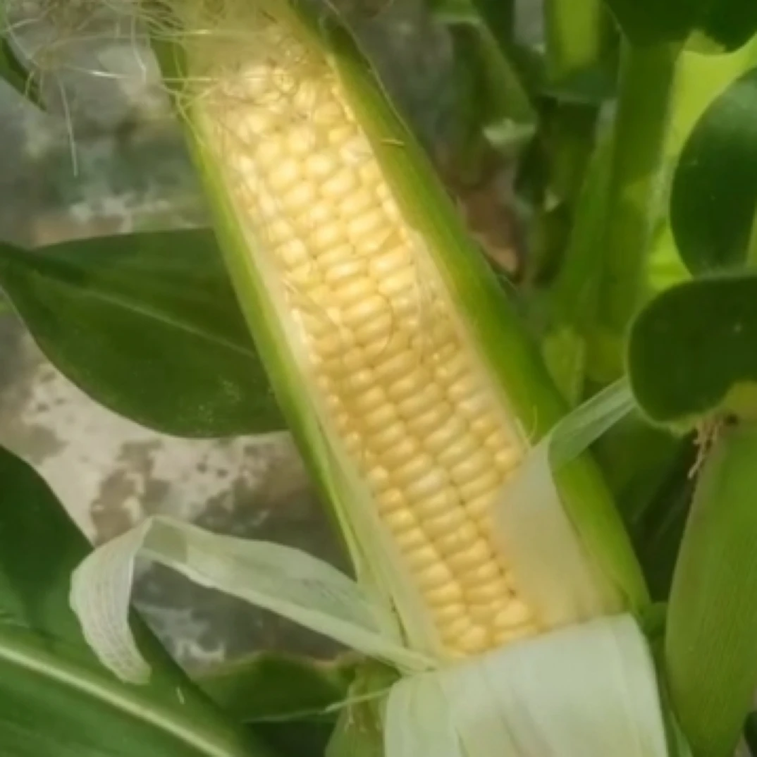 毕节新鲜带壳黄糯玉米老品种玉米现掰现发整箱包邮到家