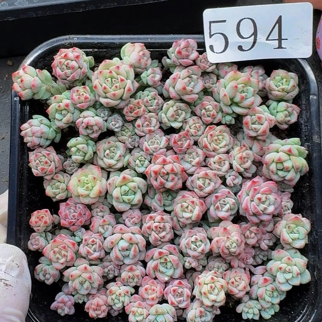 多肉植物多肉植物594