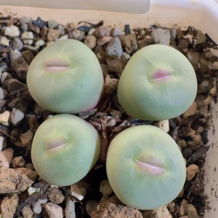 145 安格尼斯v嘴。
