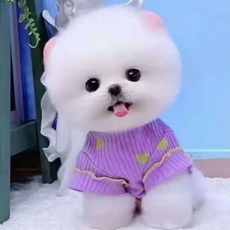 【胜田萌宠】高端博美  活体狗狗