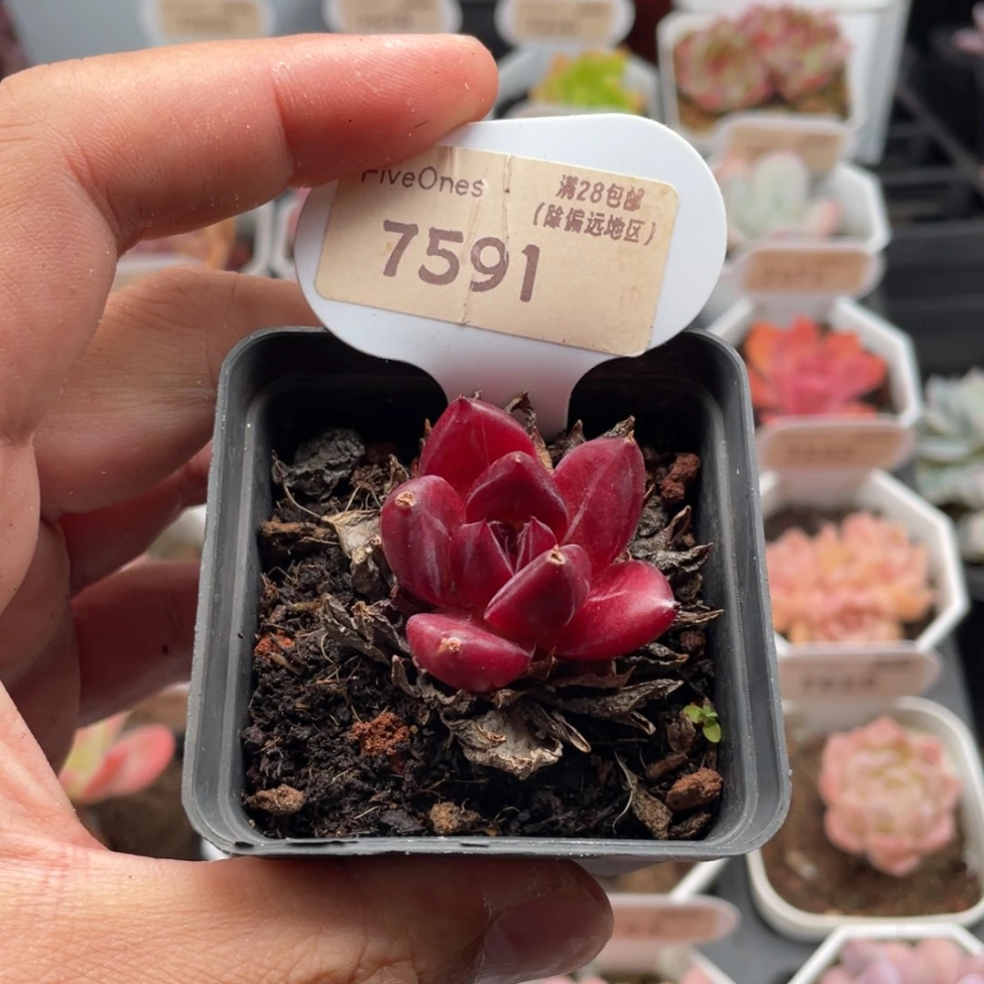 罗宾7591-3.5厘米