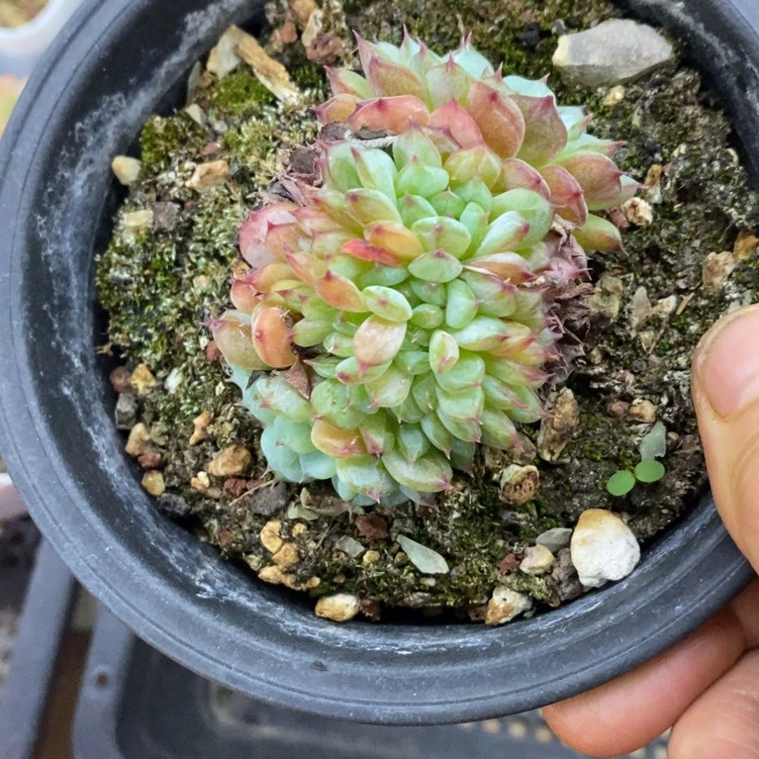 精品多肉一物一拍不包整192