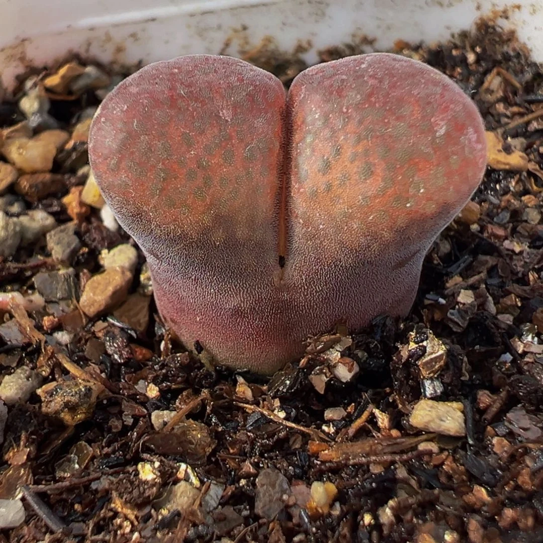 175多肉植物种类多样