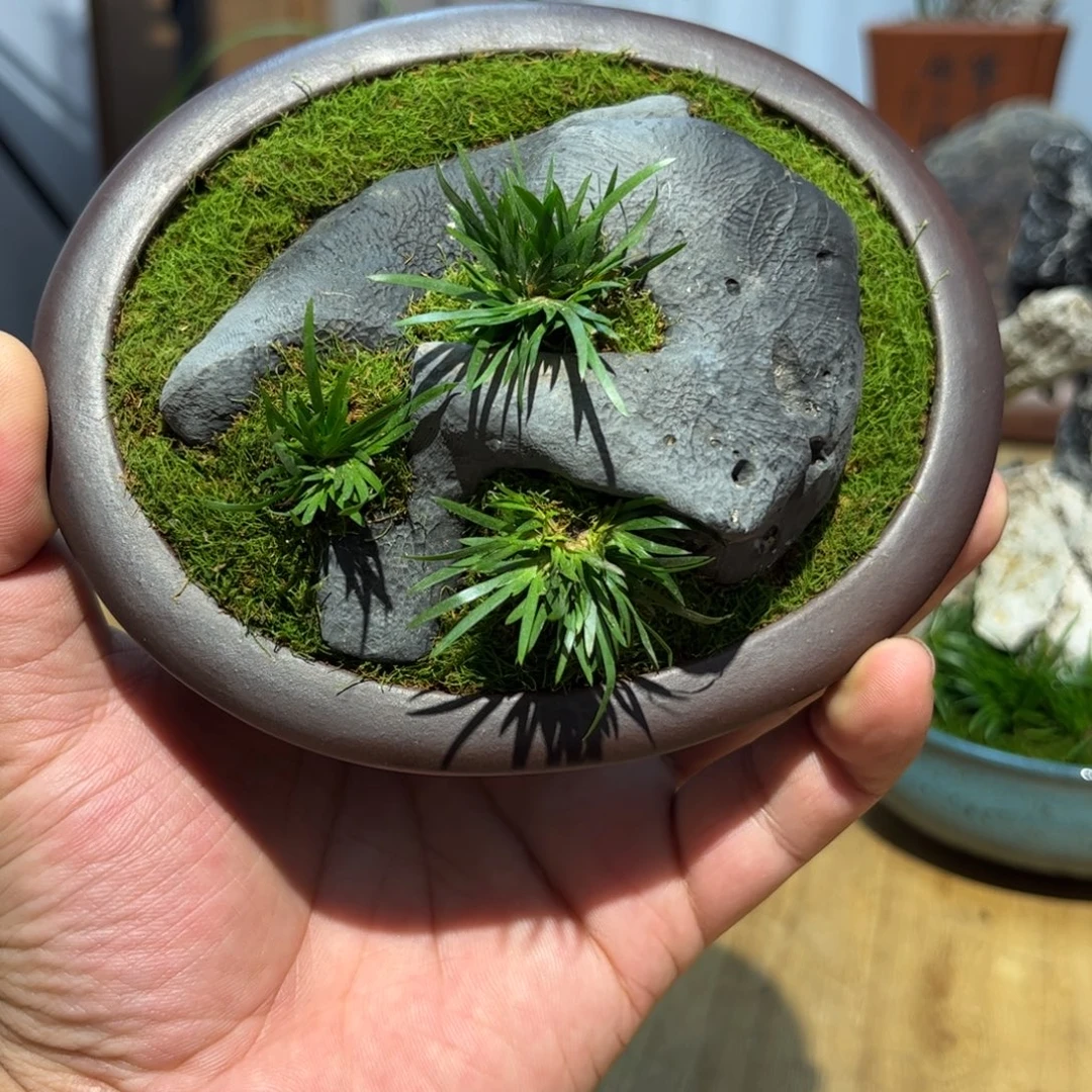 庄***相紫砂花盆➕附石菖蒲