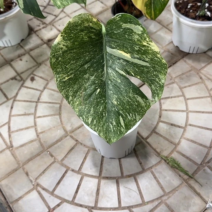 R***_无花朵K3绿雪单页福利价格