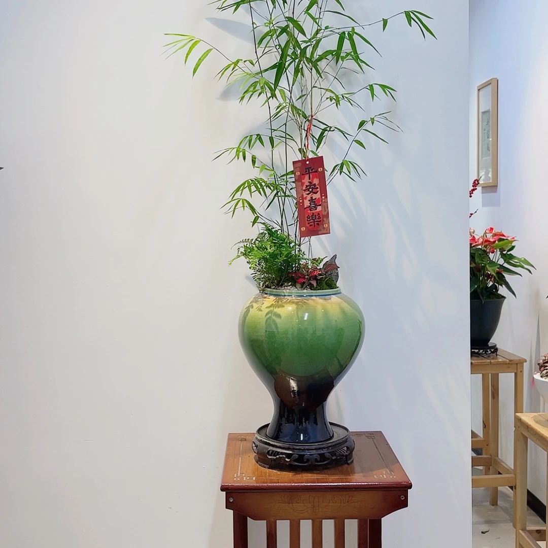 无花朵高端盆景一物一拍