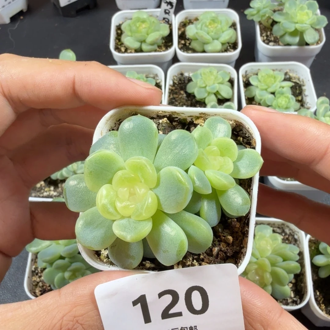 虹***双头无尽灯一物一拍120