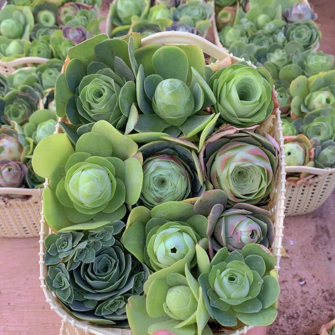 一篮漂亮的山地玫瑰量拍