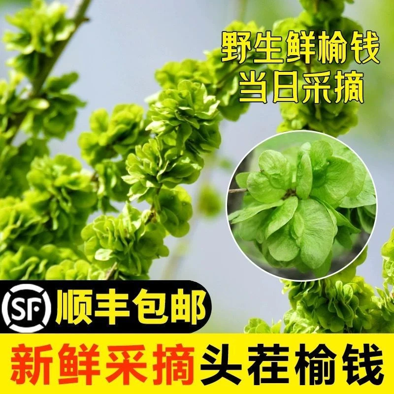 2025新鲜榆钱子天然野菜榆钱野生榆钱串时令蔬菜饭窝窝头顺风包邮