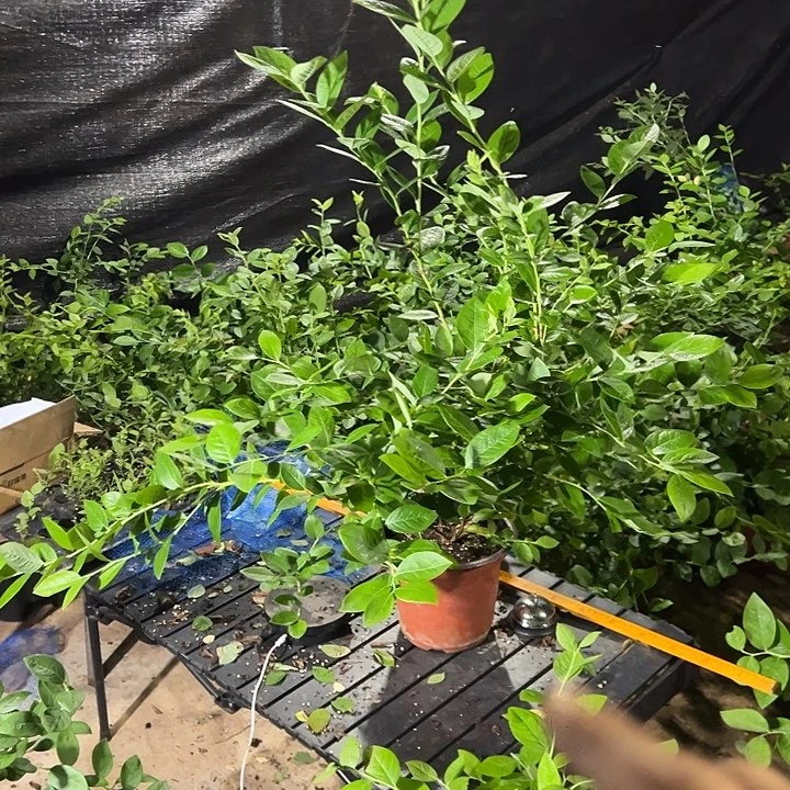 无花朵我也刚刚好很好的