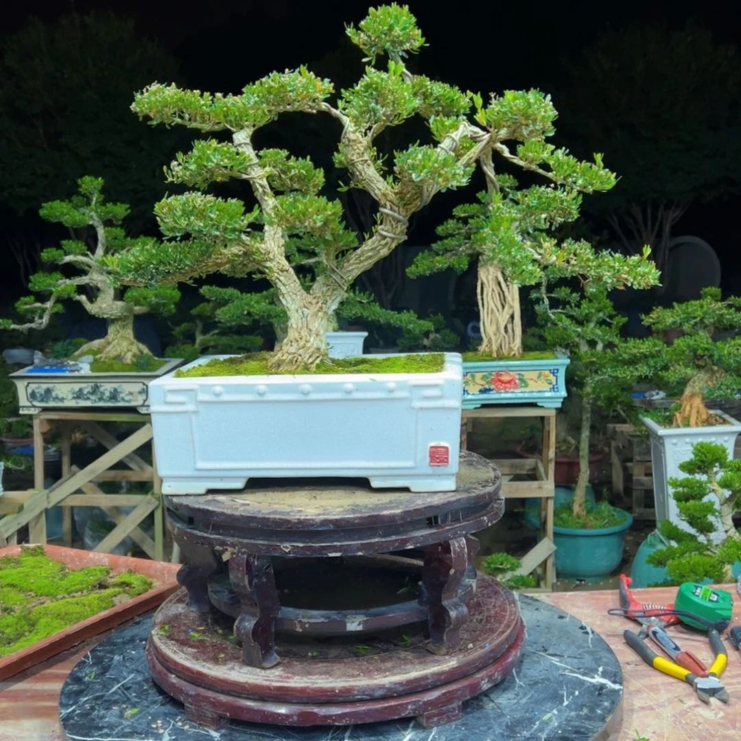 无花朵广东皱皮雀舌黄杨