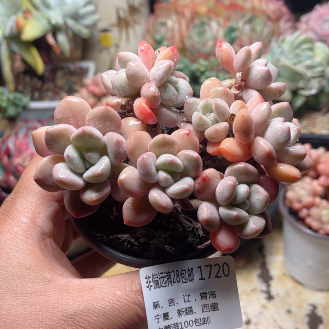 【闪购商品】1720花斑鹿