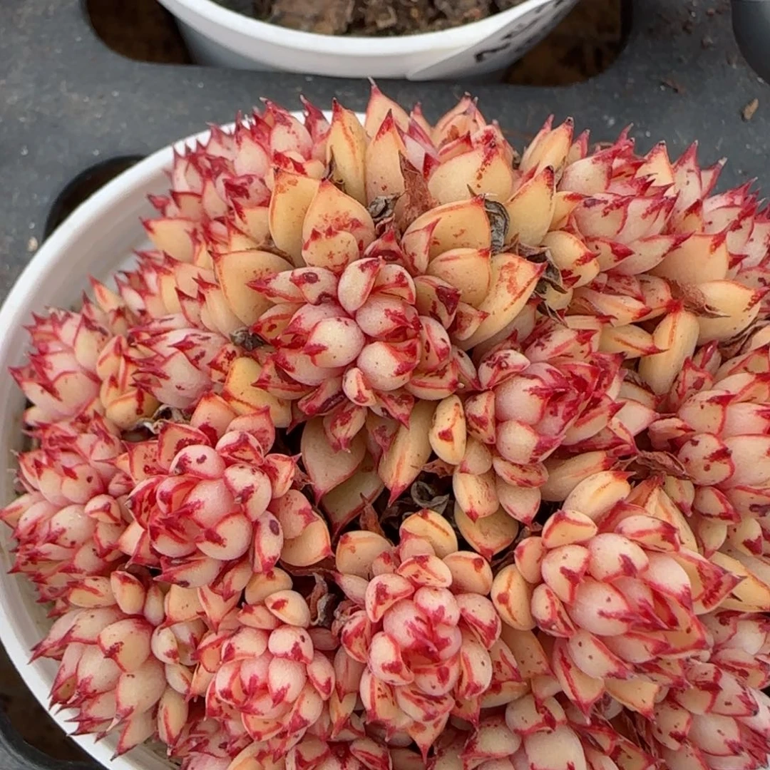 花语逸镜0223-458