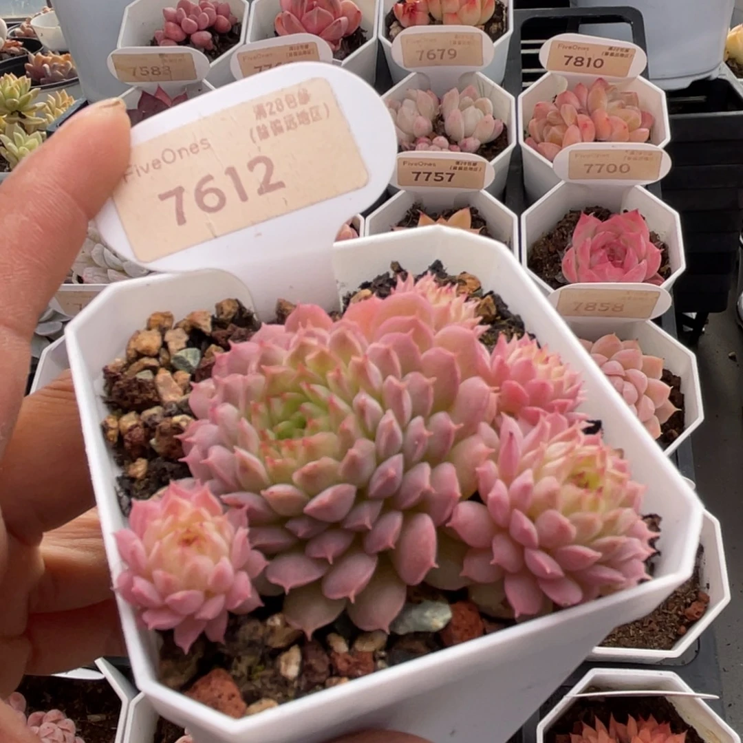 夕云7612-6.5厘米