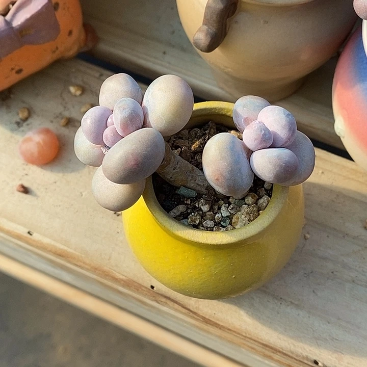 秃***兔啦咯是皮来咯哦莫得