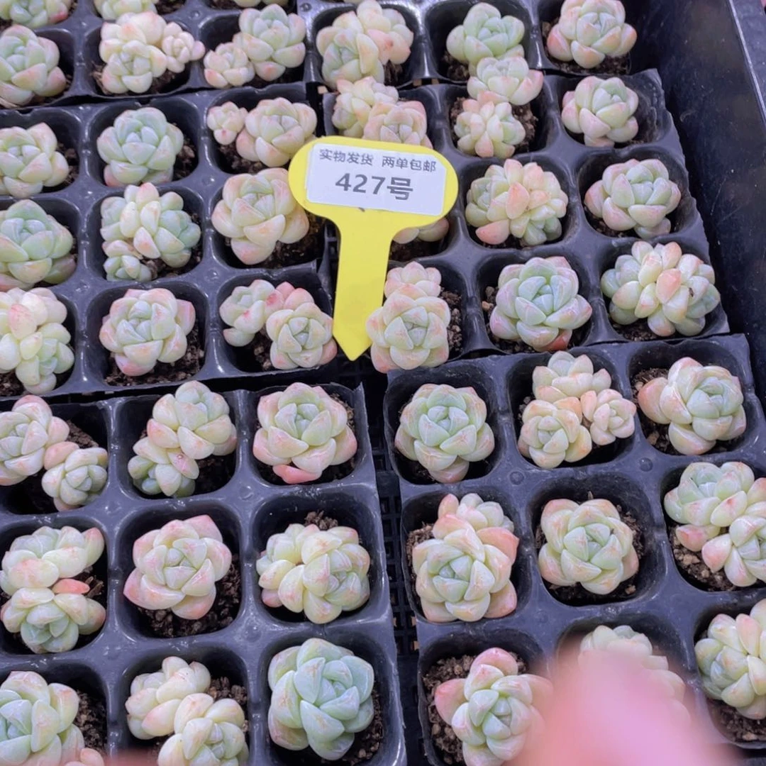 427号 奶油樱花冰玉组合九个