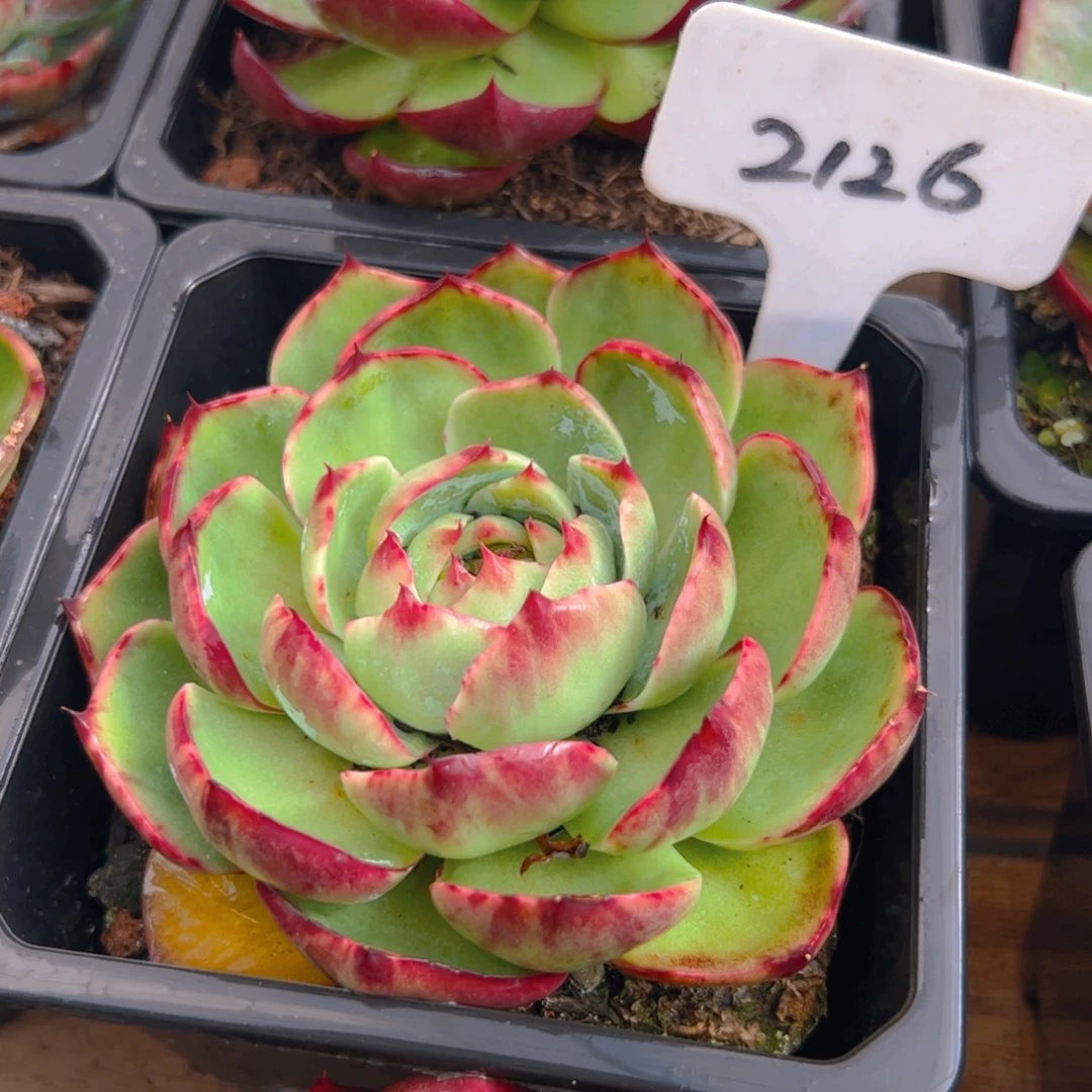 惊鸿仙子一物一拍2126号