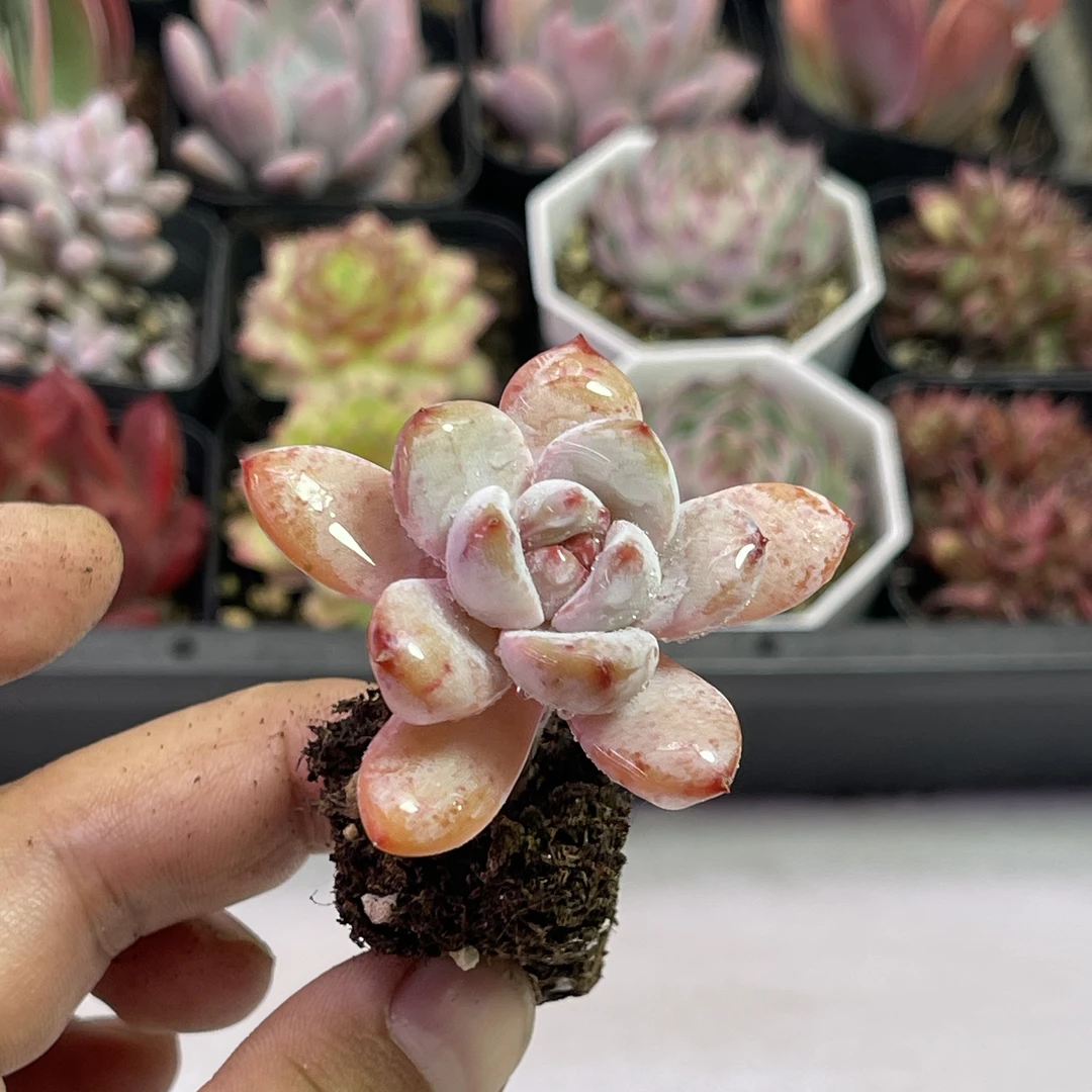 （满9.9元包邮）小星星雪3厘米左右多肉植物