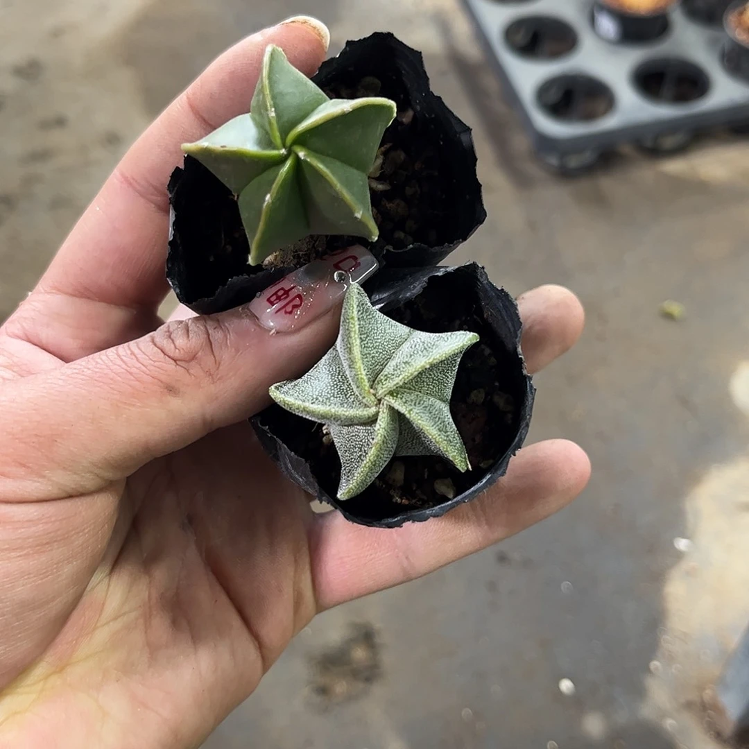 单头五角鸾凤玉组合组合