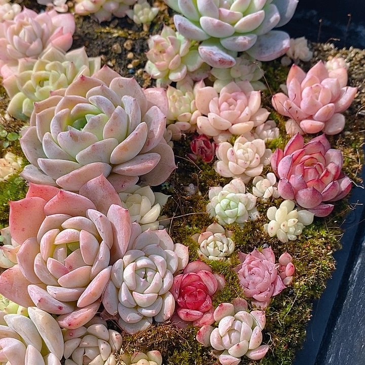 164 多肉植物盆栽花卉植物