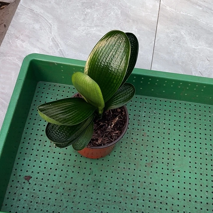 完全开放油麻短叶