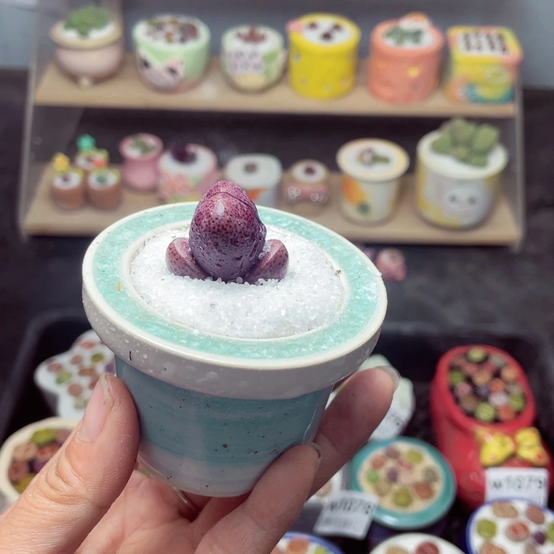 w1085 带盆土发货-零下地区拍保温箱