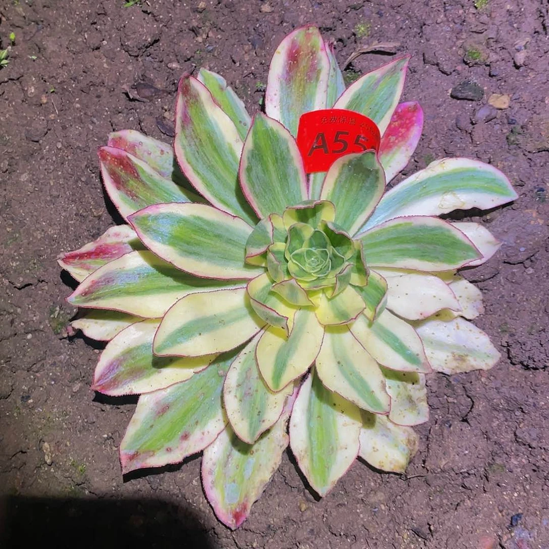 559粉魅影锦中锦多肉植物