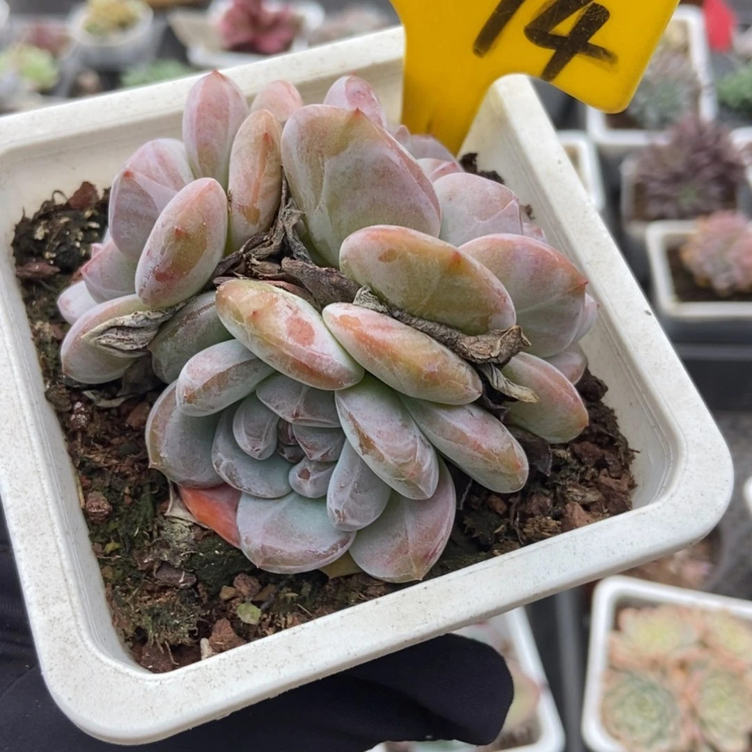 1094石榴籽多肉植物