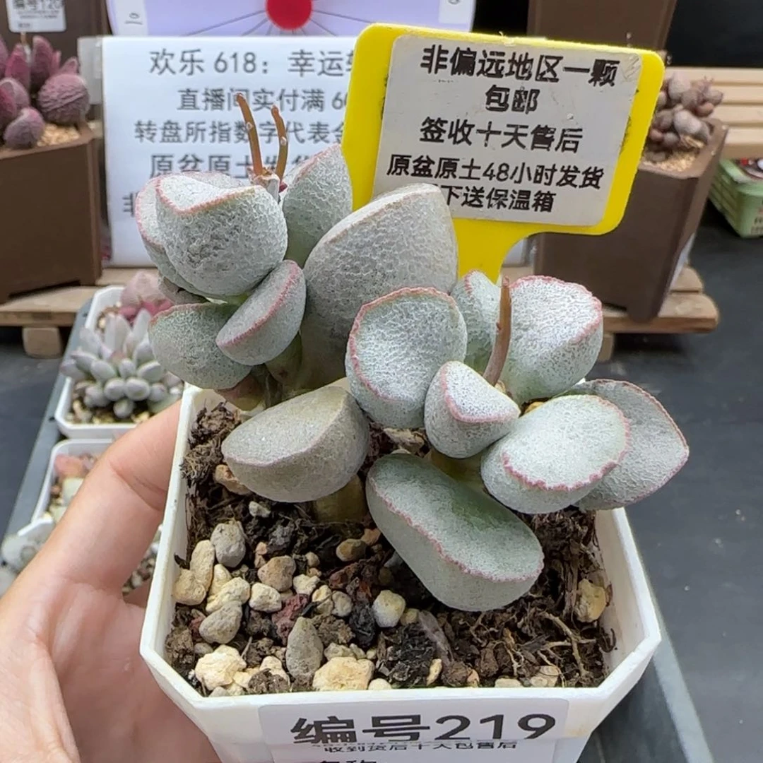 219黛安娜多肉植物