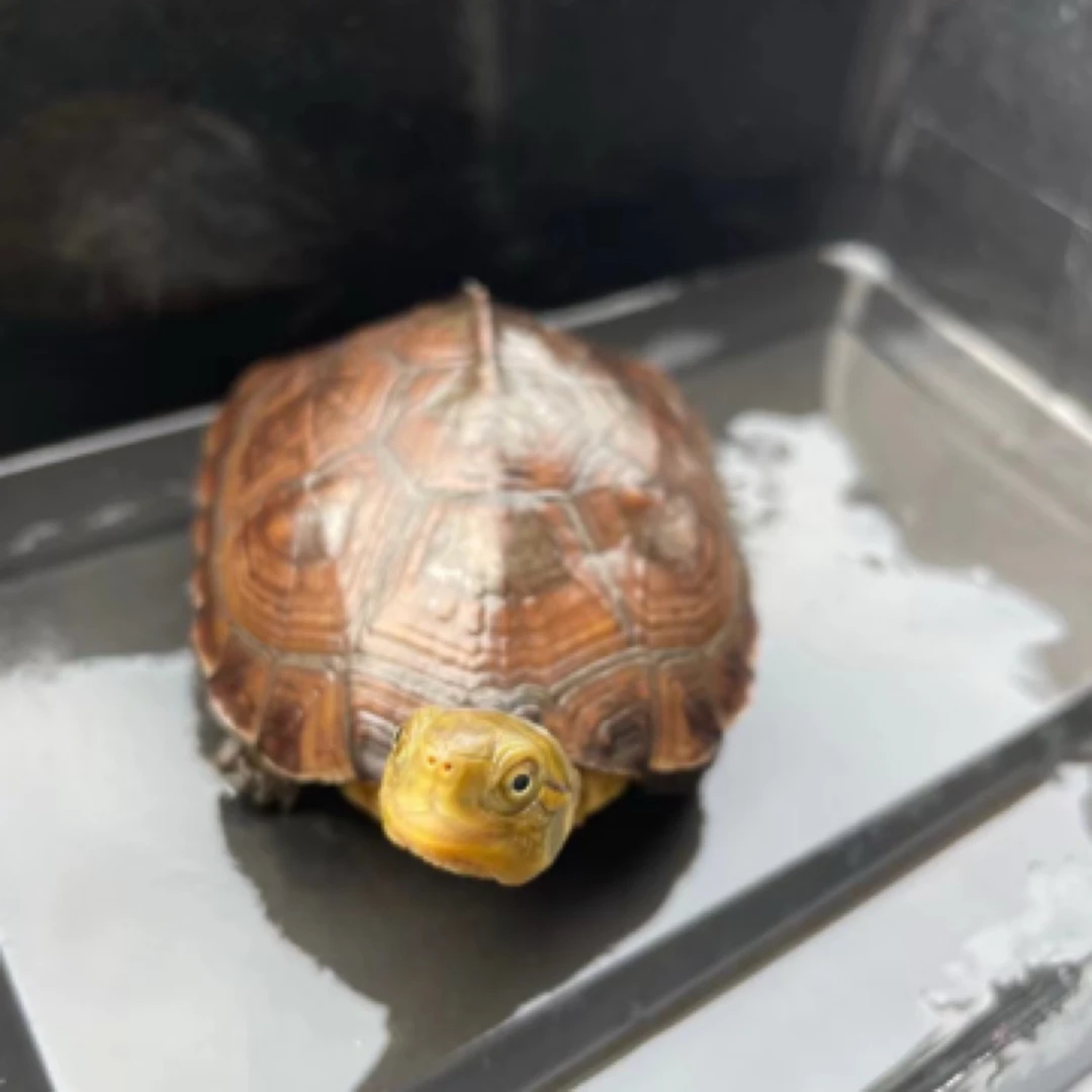 直播选购 北石龟小青龟草龟巴西小乌龟水龟小乌龟用品包邮热卖