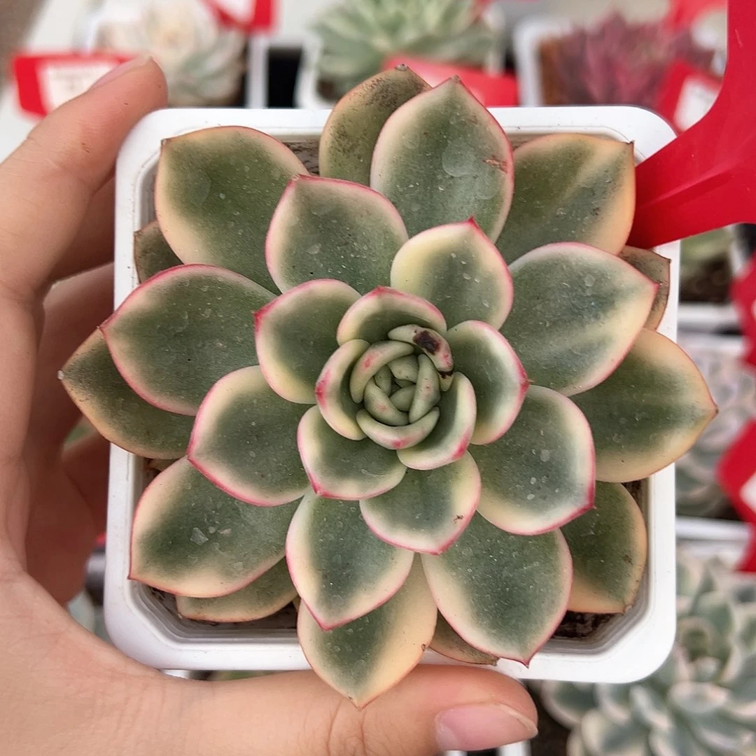 5号蔚蓝锦多肉植物
