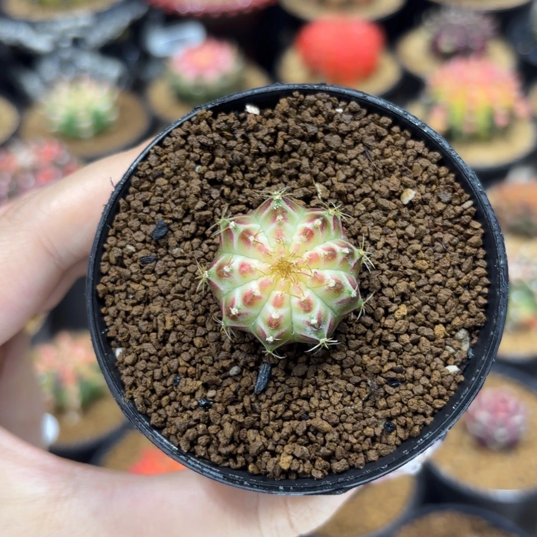 2.8cm泰系实生小轮回