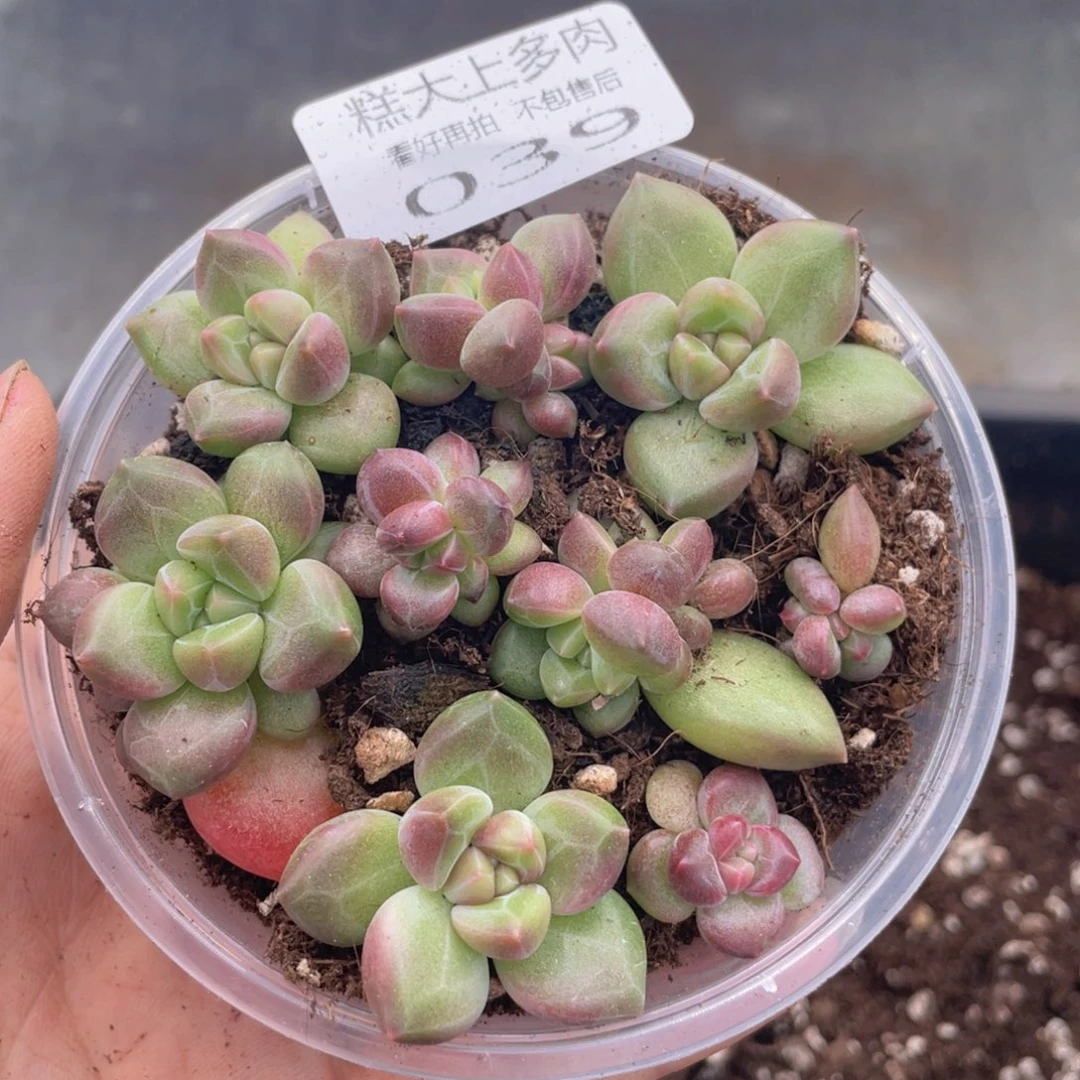 糕大上多肉植物39