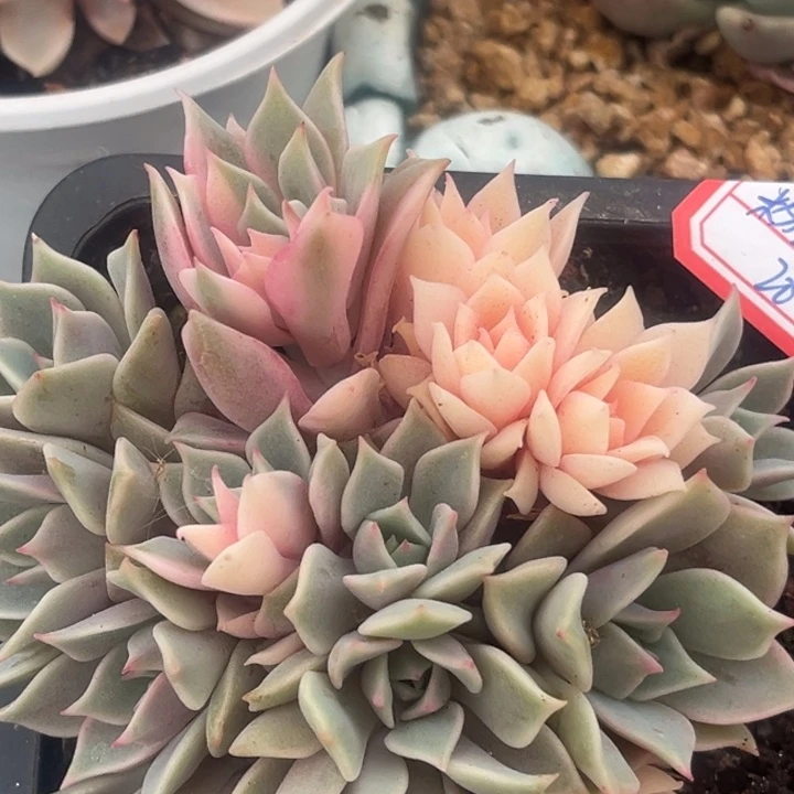 粉蝶锦一物一拍多肉植物