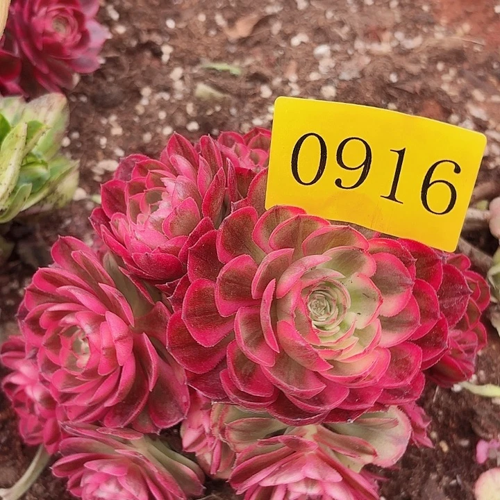 多肉植物知否0916